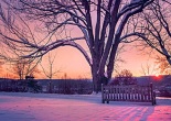 albero, grande, neve, panchina, protezione, sole, luce calda